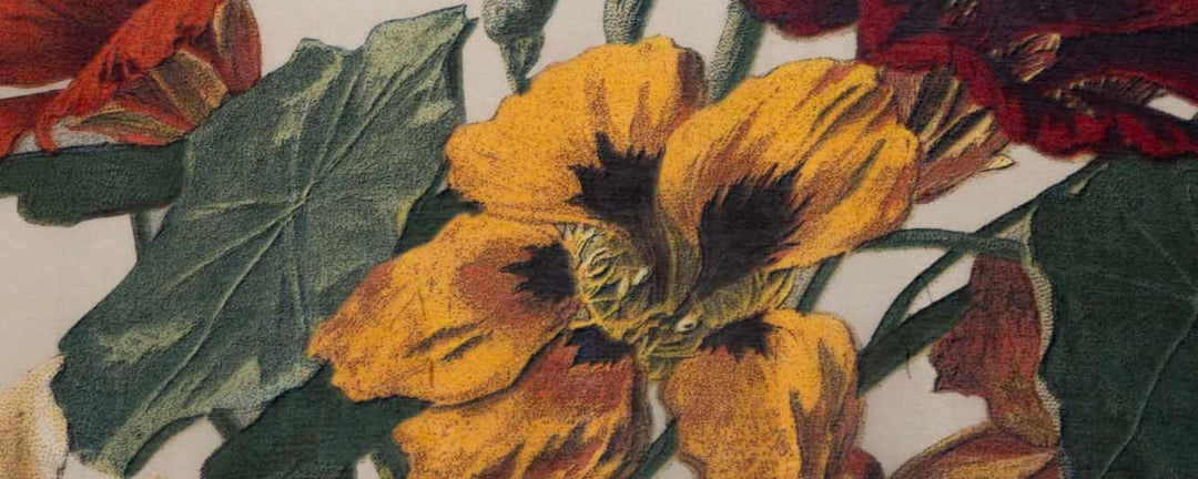 Nasturtium