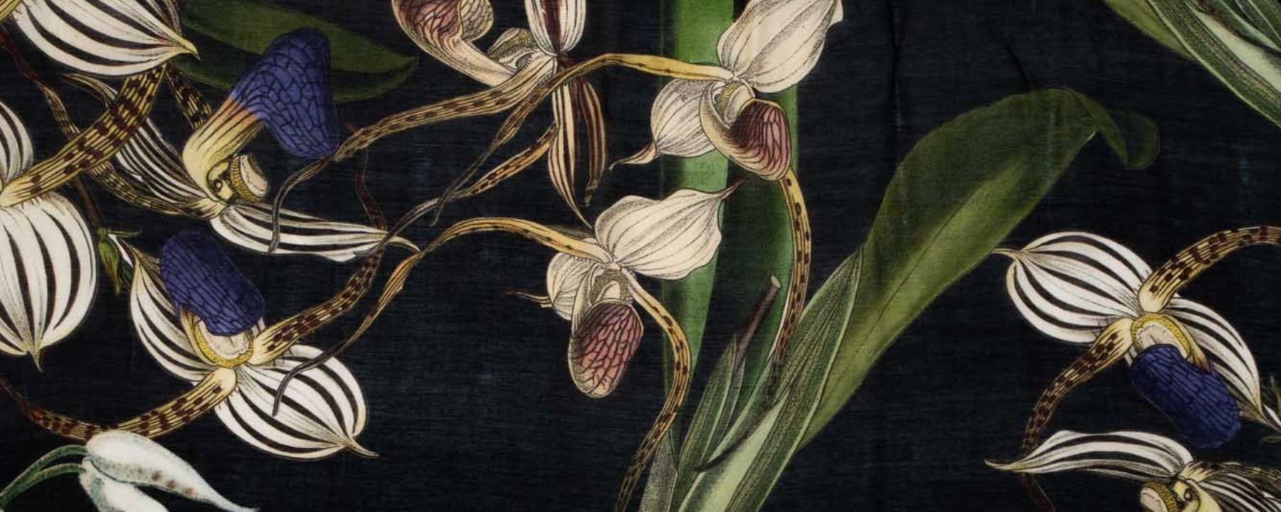 Orchid