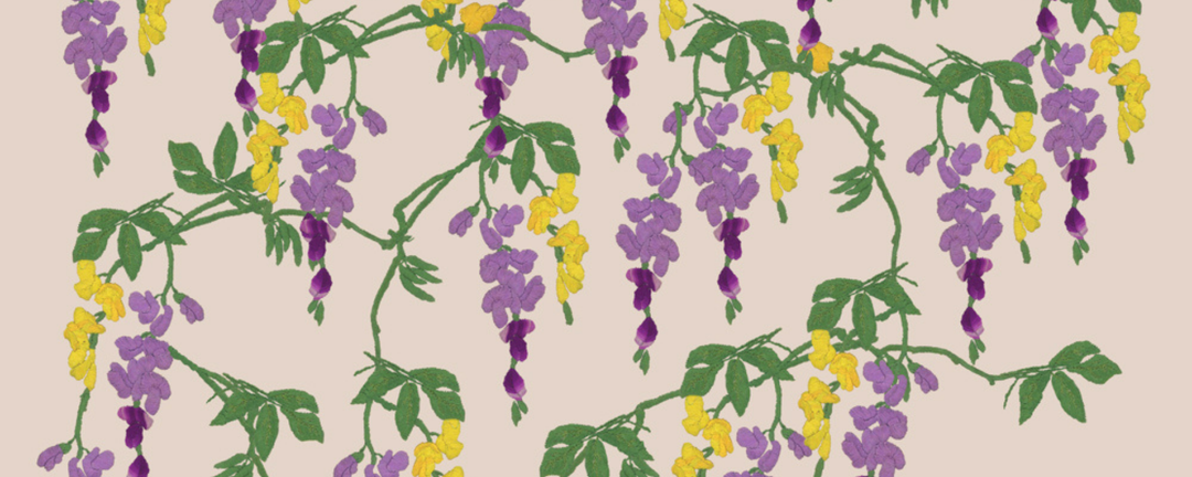 Wisteria